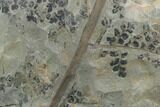 Pennsylvanian Fossil Fern (Sphenopteris) Plate - Kentucky #126220-1